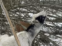 تيس, Saanen goat — الصورة 4