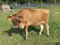 Sigir, Jersey zotasi — 3-rasm
