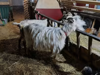 Goat, Goats — photo 4
