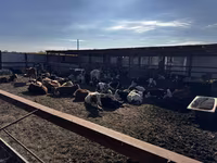 Toro, Simmental cattle — foto 2