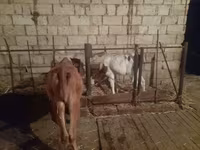 Kuh, Simmental cattle — Foto 2