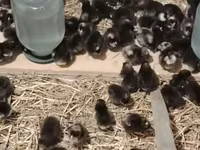 Chickens — foto 1