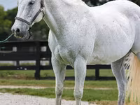 Aygʻir, National Show Horse — 3-rasm