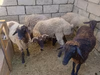 Qoç, Qoyunlar — foto 1