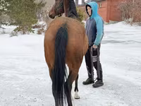 فرس, Akhal-Teke — الصورة 5