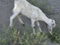 Ziege, Beetal goats — Foto 5