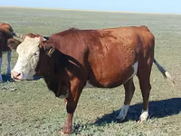 Bulle, Latvian Blue cattle — Foto 3