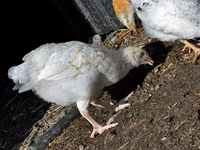 Chickens — 3-rasm