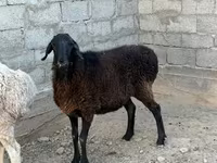 كبش, الأغنام — الصورة 1