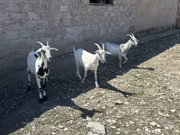 Cabra, Saanen goat — foto 2