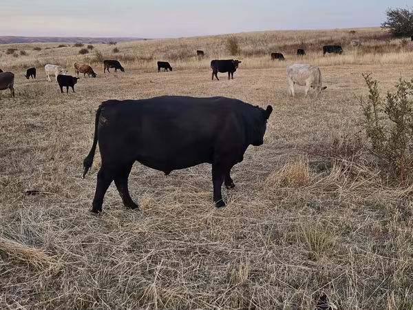 Toro, Aberdeen-Angus