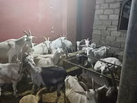 عنزة, الماعز — الصورة 1