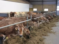 Kuh, Holstein-Rasse — Foto 2