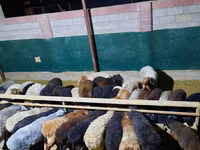 كبش, الأغنام — الصورة 2