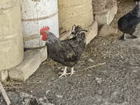 Chickens — फ़ोटो 4