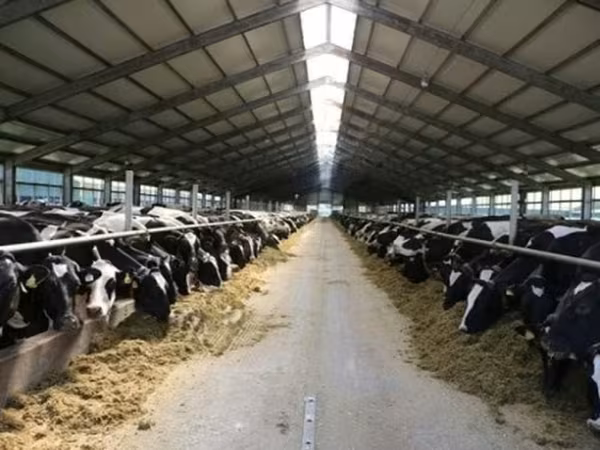 Bulle, Holstein-Rasse — Russland