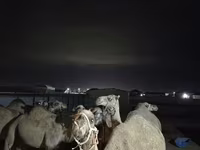 母骆驼, Kazakh Bactrian camel — 照片 4
