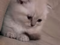 Məhsul: Pişik üçün rahatlıq və əyləncə dəsti Tərkibi: - Yumşaq — фото 1