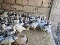 Chickens — الصورة 1