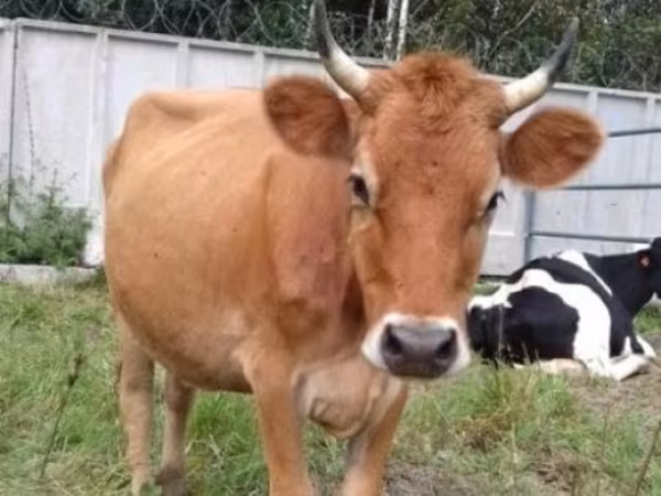 母牛, Jersey breed