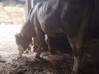 Kuh, Simmental cattle — Foto 2