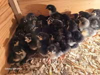 Australorp — photo 1