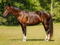 فرس, American paint horse — الصورة 2