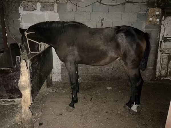 Caballo, Orlov Trotter