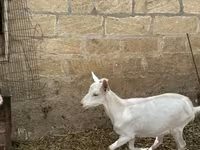 Cabra, Saanen goat — foto 4