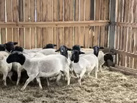 كبش, Dorper sheep — الصورة 4