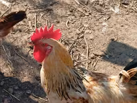 Chickens — Foto 8