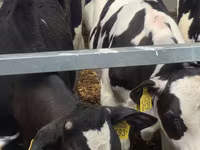 Bulle, Simmental cattle — Foto 6