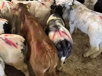 ثور, الماشية — الصورة 3