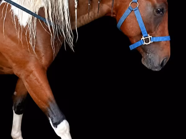 Hengst, Thoroughbred horse