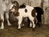 Keçi, Kamori goats — foto 5