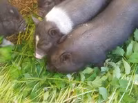 Schweine (Partie, Geschlecht nicht angegeben), Вьетнамская вислобрюхая — Foto 2