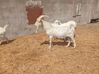 Теке, Saanen goat — 3-сурет