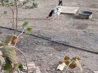 Chickens — Foto 7