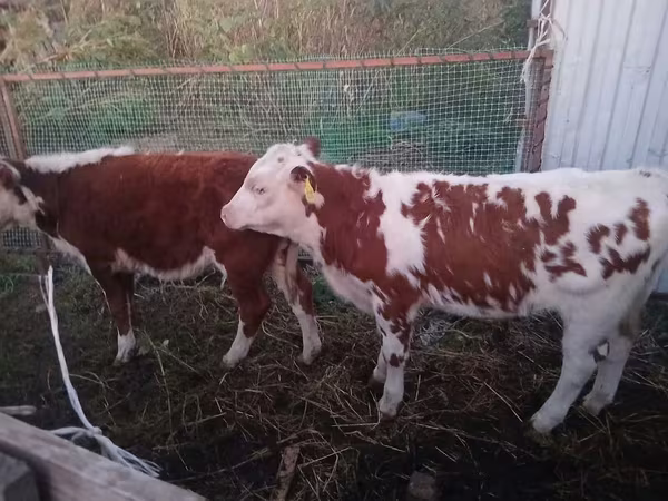 Rinder (Partie, Geschlecht nicht angegeben), Simmental cattle — Kasachstan