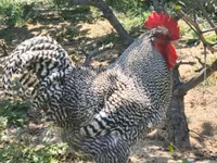 Chickens — फ़ोटो 1