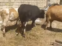 Vaca, Ganado vacuno — foto 4
