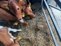 Toro, Simmental cattle — foto 2