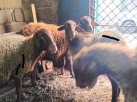 Ram, Sheep — photo 4