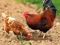 Chickens — 照片 4