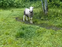 Qoç, Romanov sheep — foto 2