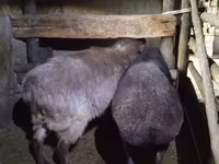 母羊, Adal sheep — 照片 2