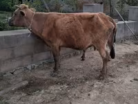 Cow, Cattle — photo 6