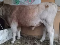 Bulle, Simmental cattle — Foto 2