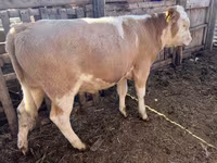 Бұқа, Simmental cattle — 2-сурет