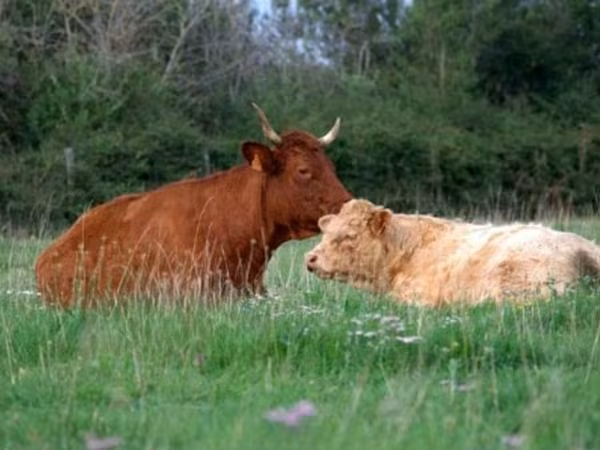 Kuh, Salers cattle